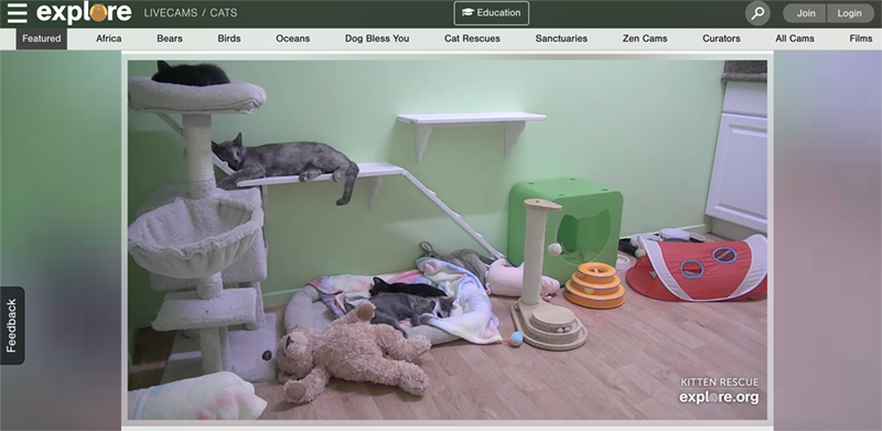 Giao diện trang web Live Kitten Cams Giao diện trang web Live Kitten Cams
