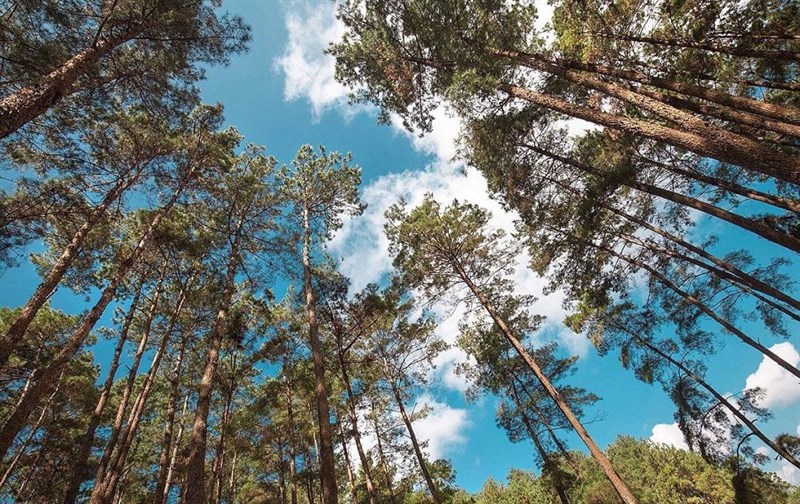 Rừng thông Yên Minh xanh <span class='marker'>ngào ngạt</span> bạt ngàn