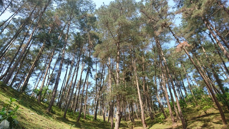 Khung cảnh <span class='marker'>lặng</span> bình tại rừng thông Yên Minh