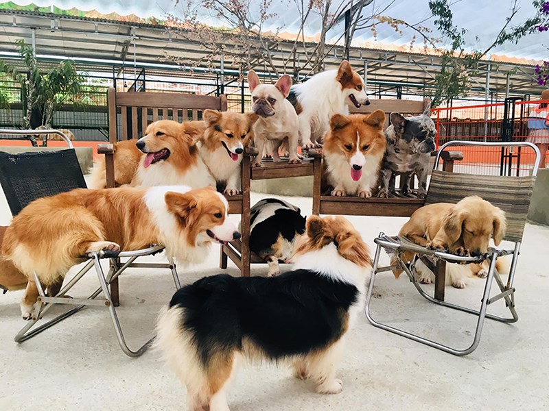 Đàn cún cưng tại Puppy farm Đàn cún cưng tại Puppy farm