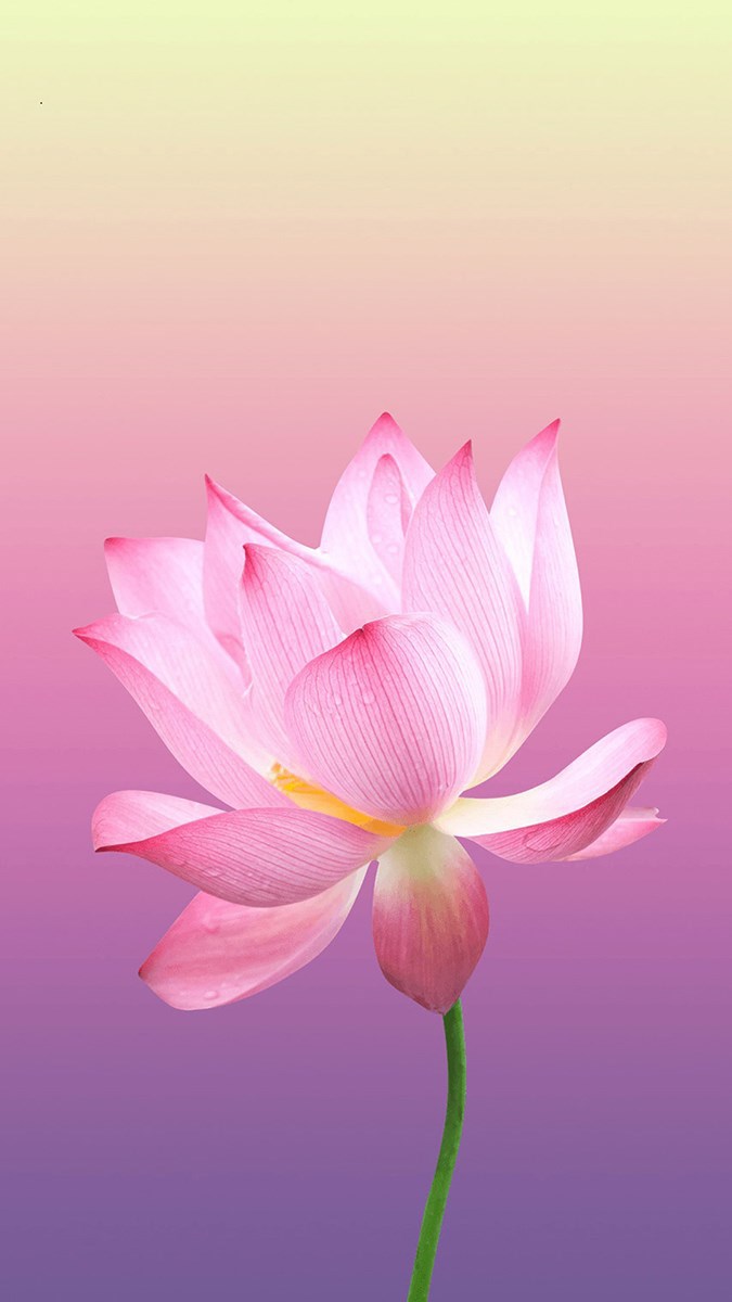 Hoa sen là biểu tượng của sự thanh cao và tinh khiết, được sử dụng rộng rãi trong nghệ thuật và văn hóa Việt Nam. Hình ảnh hoa sen luôn đem lại cảm giác thiền định và bình yên cho người ngắm nhìn.