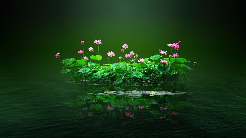 Hình nền hoa sen đẹp thuần khiết mê người mới nhất 2024 - Fptshop.com.vn
