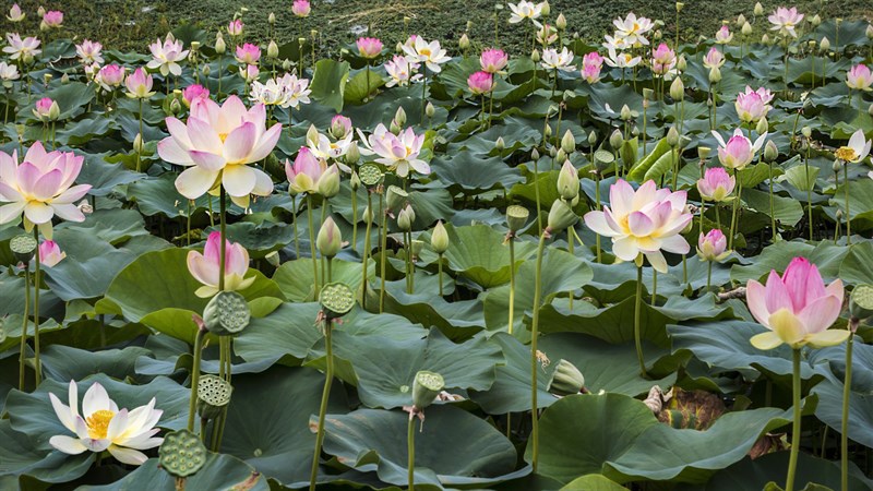 Hoa sen đua nở trong đầm