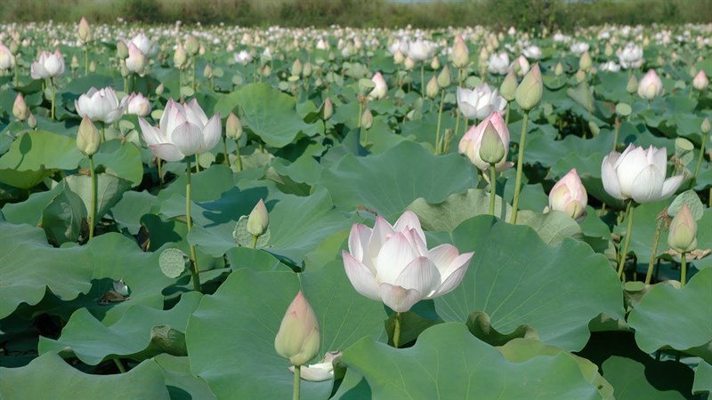 Tổng hợp nhiều hơn 103 hình nền hoa sen 3d đẹp mới nhất  thdonghoadian
