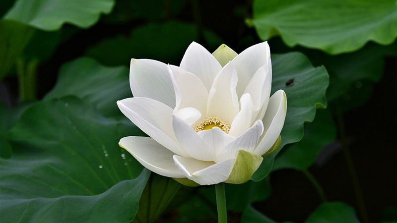 Mách bạn với hơn 100 hình nền hoa sen trắng nền đen hay nhất  Tin Học Vui