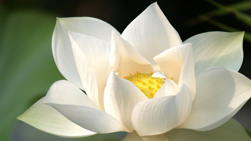 Hoa sen trắng tinh khôi trong nắng chiều