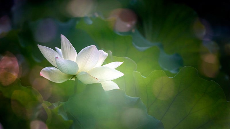 Hình ảnh hoa sen đẹp: Hình ảnh hoa sen đẹp là điều đầy thú vị cho những người yêu thích vẻ đẹp thiên nhiên. Hoa sen thể hiện được vẻ đẹp khó tả và giá trị tâm linh lớn của đạo Phật. Hãy để những bức hình ảnh hoa sen đẹp đưa bạn đến với những kiệt tác nghệ thuật đầy tinh tế và uy nghi.
