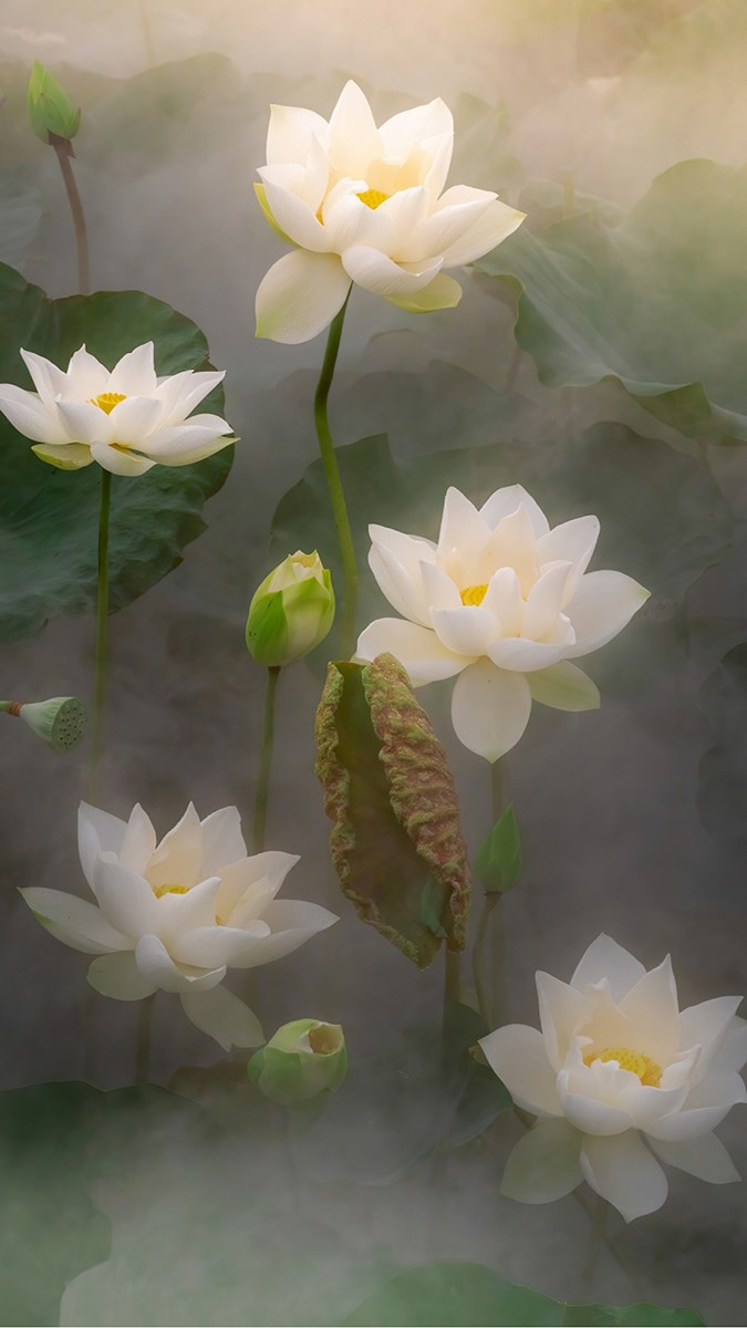 Tải bộ hình nền hoa sen tuyệt đẹp cho điện thoại iPhone  White flowers  Beautiful flowers Water lilies