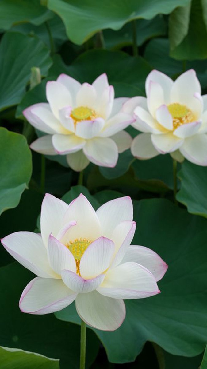 Chia sẻ nhiều hơn 97 hình ảnh hoa sen trắng đẹp nhất hay nhất ...