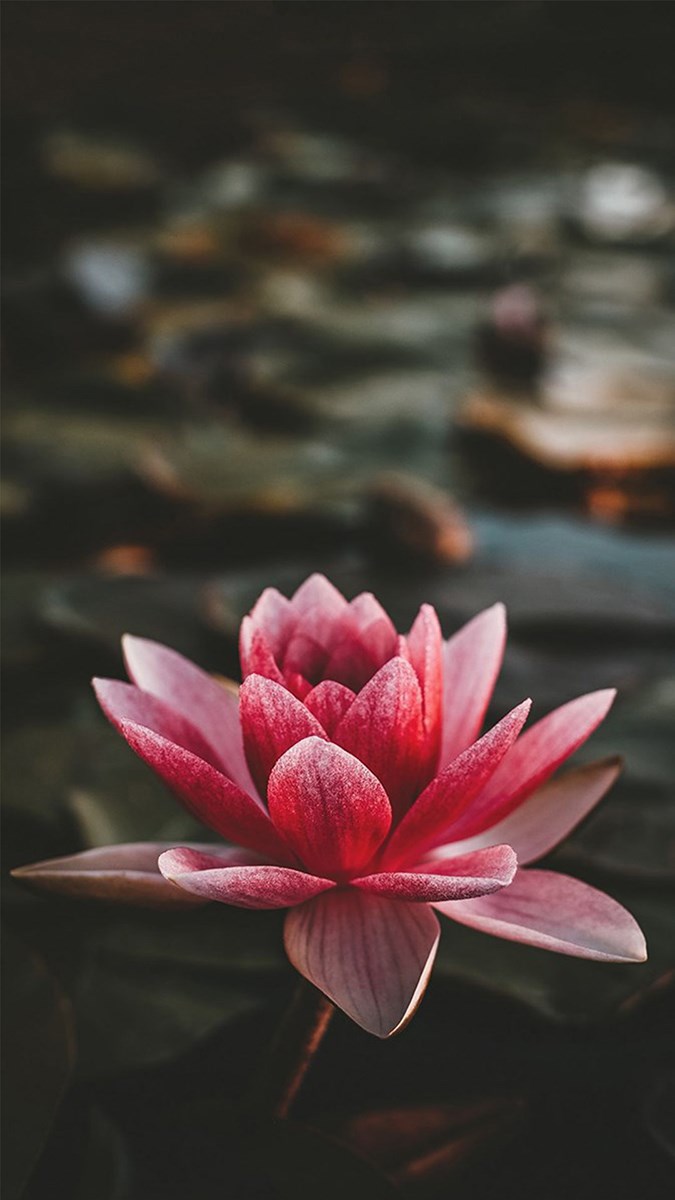 Hoa sen đẹp là biểu tượng của sự tinh khiết trong văn hóa Việt Nam. Hãy khám phá những hình ảnh đẹp lung linh nhất về hoa sen để cảm nhận sự thanh thoát và mát mẻ trong mùa nắng oi bức này.
