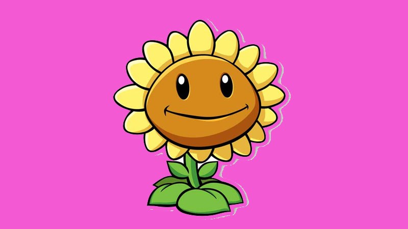 Trồng Hoa Hướng Dương (Sunflower)
