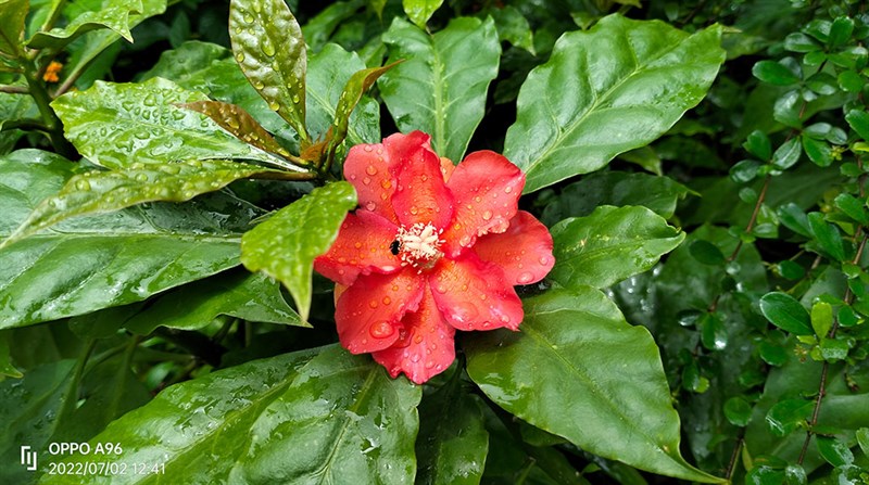 Chụp ảnh chuyên nghiệp nhờ bộ đôi camera lên đến 50MP Chụp ảnh chuyên nghiệp nhờ bộ đôi camera lên đến 50MP