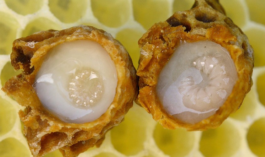 Ấu trùng con ăn sữa ong chúa để phát triển trở thành ong chúa