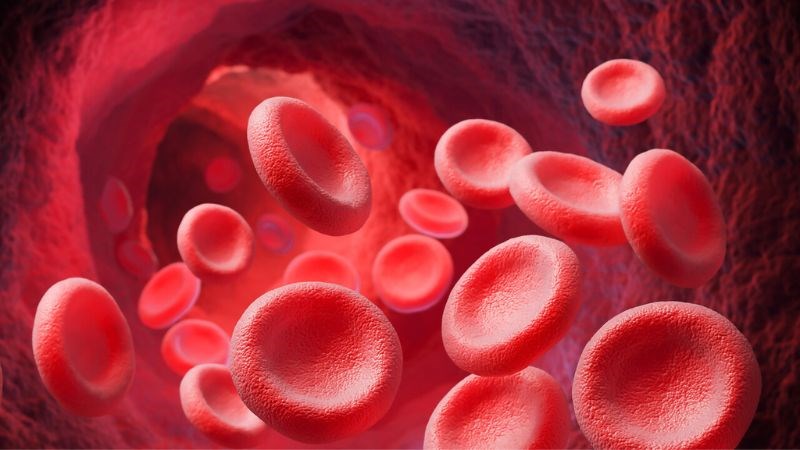 Thuốc bổ não chứa nhiều vitamin B và sắt giúp tăng sinh tế bào máu