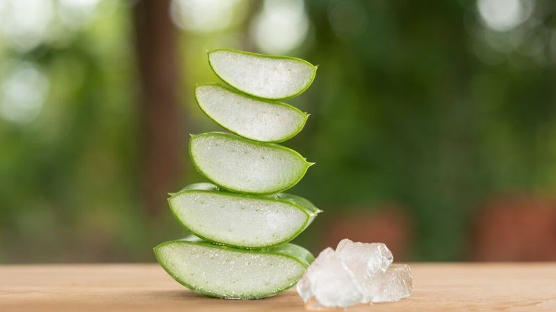 Lô hội chứa những chất có tác động ngăn chặn đối với nấm