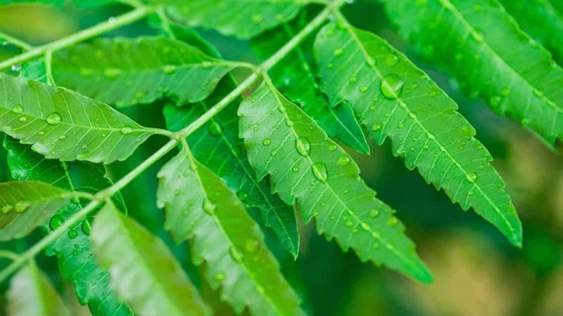 Lá Neem có đặc tính kháng nấm mạnh mẽ