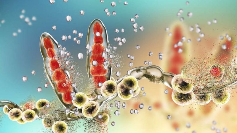 Trichophyton rubrum là một trong những nguyên nhân gây ra bệnh nấm bẹn