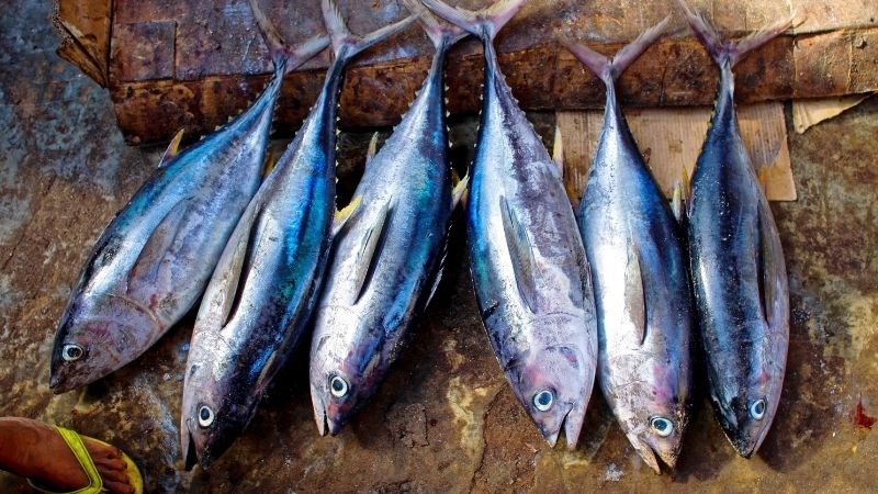 Các loại cá nước lạnh thường có rất nhiều Omega - 3