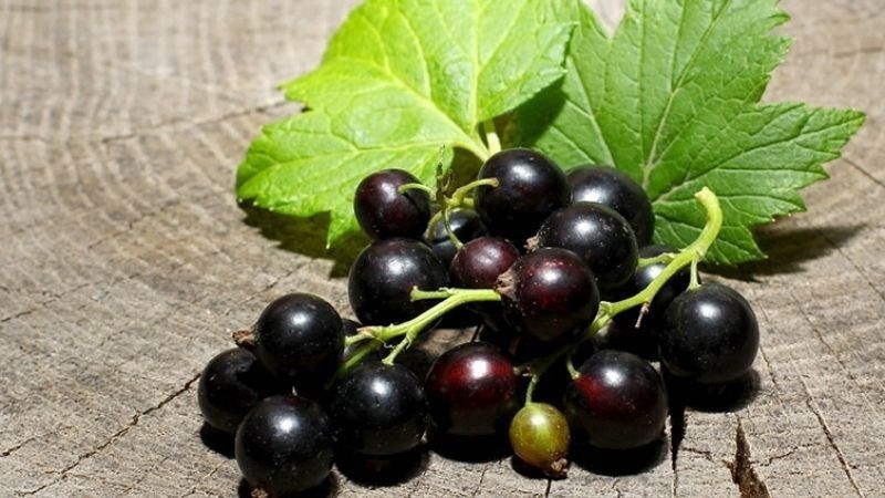 Bị đau mắt đỏ nên ăn quả lý chua