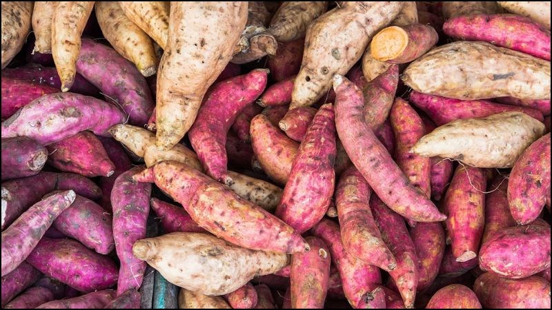 Khoai lang là nguồn dồi dào vitamin A giúp da luôn khỏe mạnh