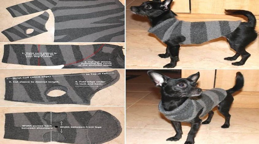 Quần áo cũ được tận dụng để thiết kế trang phục cho thú cưng