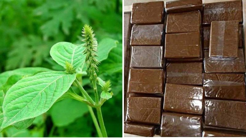 Long nhãn kết hợp cùng cao ban long giúp chữa mồ hôi trộm