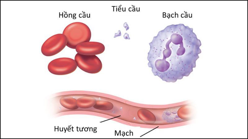 Hình ảnh hồng cầu, tiểu cầu và bạch cầu trong hệ tuần hoàn
