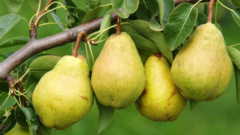 Lê giàu chất chống oxy hoá. Lê giàu chất chống oxy hoá