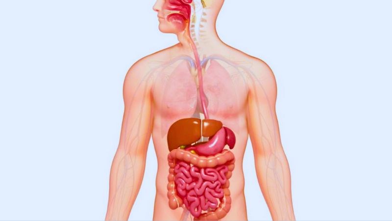 Ớt chuông cung cấp nhiều chất xơ giúp hệ tiêu hóa khỏe mạnh