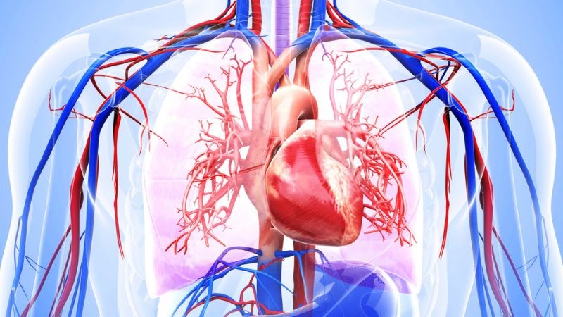 Sữa chua có thể giúp điều hòa hoạt động hệ tim mạch và điều chỉnh huyết áp