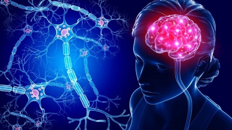 Sữa chua cung cấp cholin và các axit dẫn truyền tín hiệu trong hệ thống thần kinh