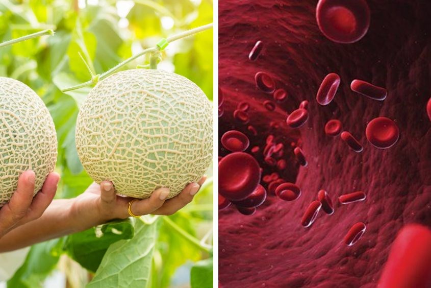 Bà bầu ăn dưa lưới giúp ngăn ngừa tình trạng thiếu máu