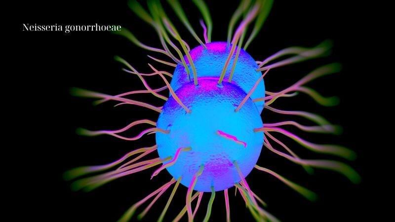 Nguyên nhân chủ yếu của bệnh lậu là do vi khuẩn có tên Neisseria gonorrhoeae