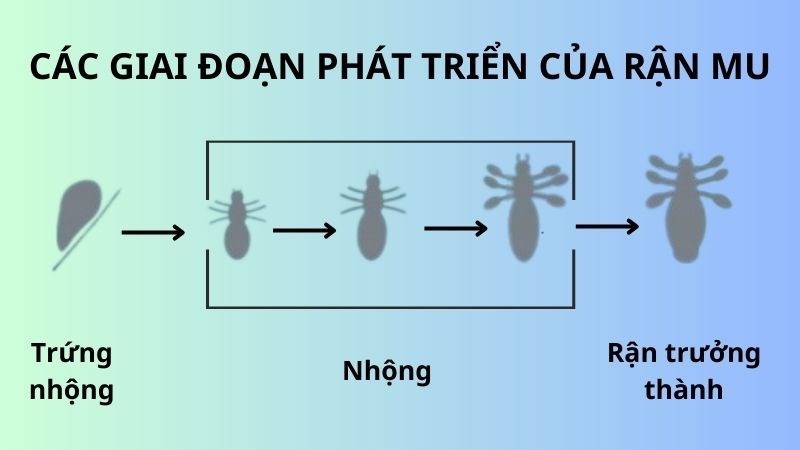 Bệnh rận mu: Nguyên nhân, biểu hiện, cách điều trị và phòng ngừa