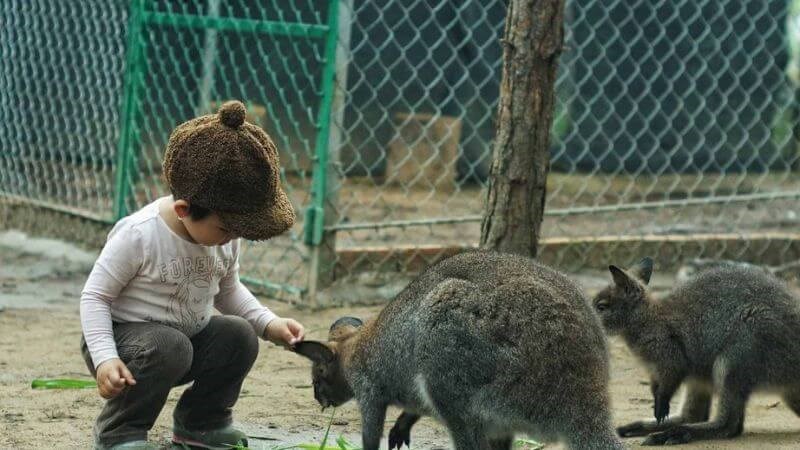 Hạn chế tiếp xúc với động vật tại sở thú nơi có dịch có thể phòng ngừa nhiễm Nipah