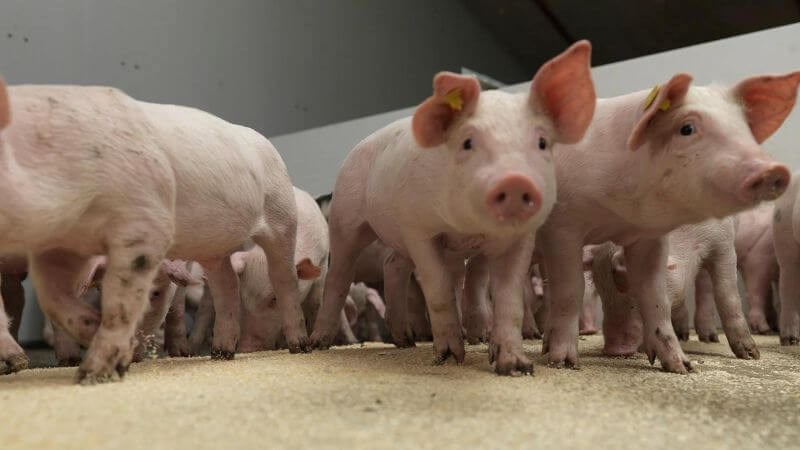 Không tiếp xúc với động vật nhiễm virus Nipah có thể ngăn ngừa bệnh