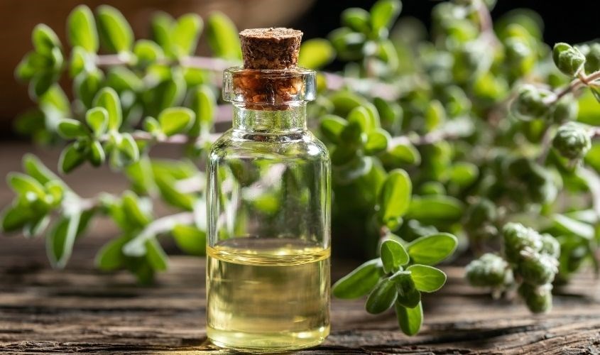  Tinh dầu kinh giới ngọt