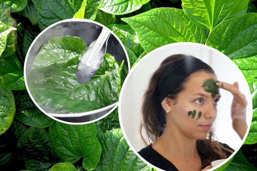 Cách chăm sóc da mặt bị nám với lá trầu không đơn giản