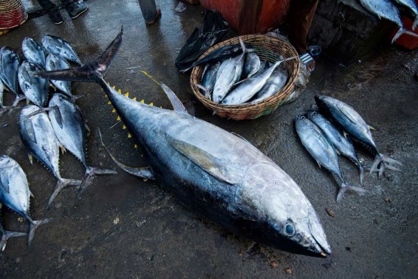 Cách sơ chế cá ngừ đúng chuẩn