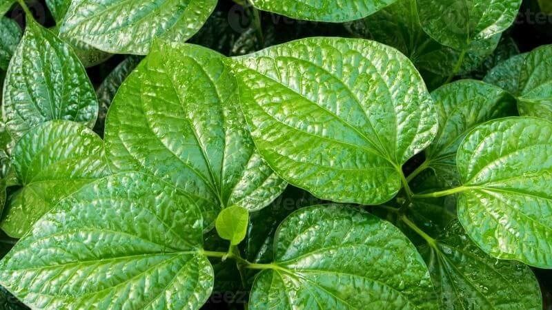 Lá lốt được xem là thảo dược để chữa chứng ra mồ hôi tay chân