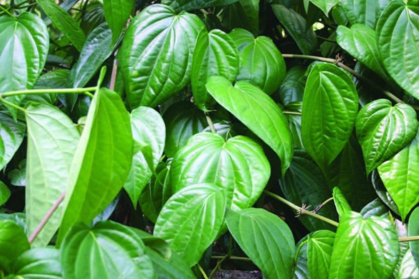 Cách điều trị ghẻ nước ở trẻ