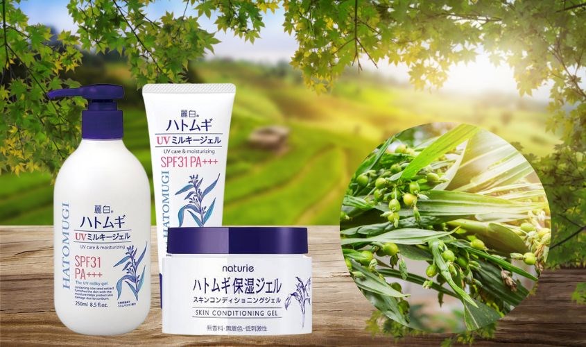 Chiết xuất dưỡng chất từ hạt Ý Dĩ giúp cải thiện tình trạng lão hóa da