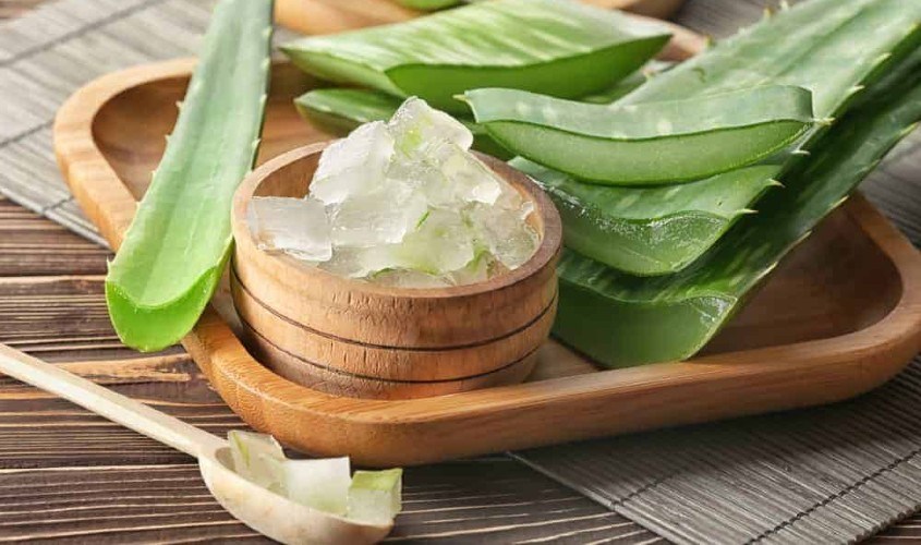 Nha đam có khả năng trị nám hiệu quả