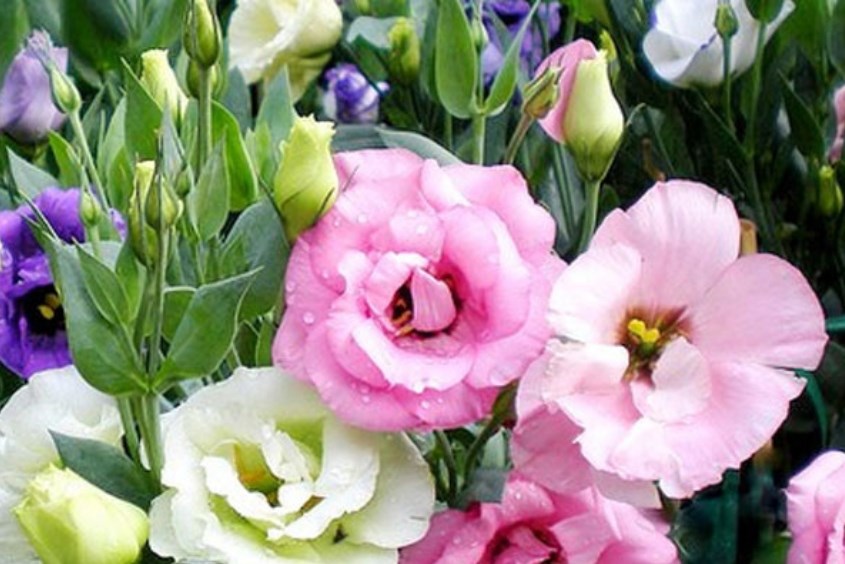 Hoa Cát Tường thích hợp dùng để cắm hoa 20/11