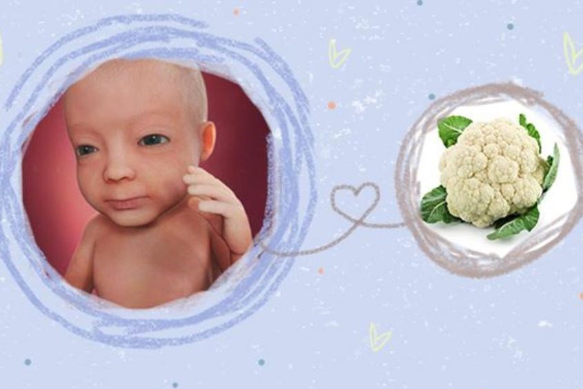 Cân nặng thai nhi 27 tuần tương đương 1 cây súp lơ Cân nặng thai nhi 27 tuần tương đương 1 cây súp lơ