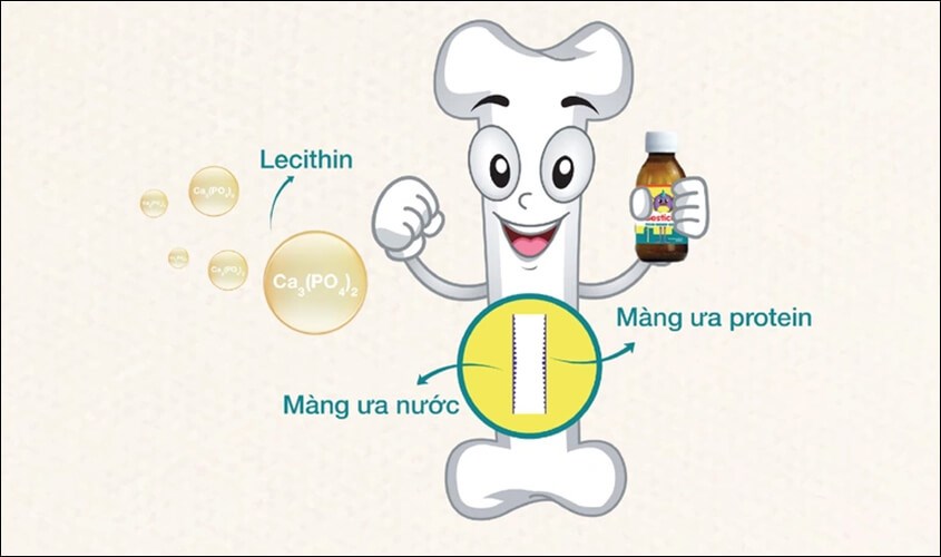 Canxi sinh học được sản xuất từ các phân tử Ca3(PO4)2