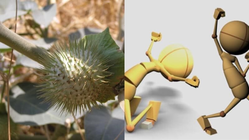 Cà độc dược có thể khiến cơ thể hưng phấn