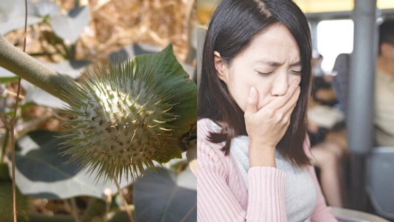 Cà độc dược giúp giảm triệu chứng say xe