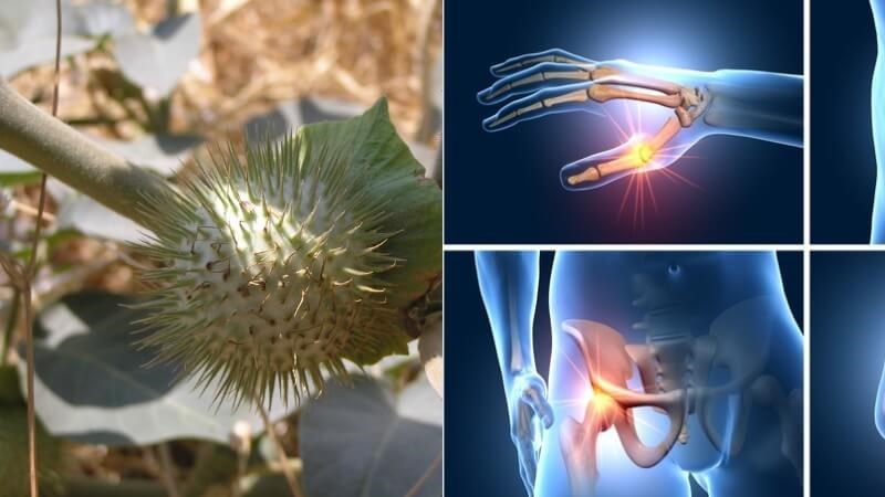 Cà độc dược có tác dụng chống viêm nên giúp trị đau xương khớp
