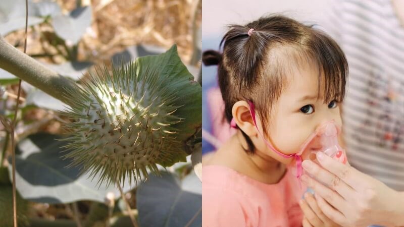Atropin trong cà độc dược giúp giảm ho và hen suyễn